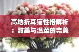 高地折耳猫性格解析：甜美与温柔的完美结合