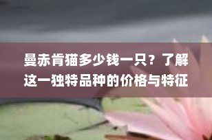 曼赤肯猫多少钱一只？了解这一独特品种的价格与特征
