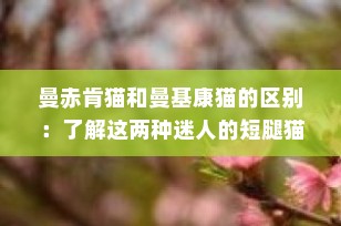 曼赤肯猫和曼基康猫的区别：了解这两种迷人的短腿猫咪