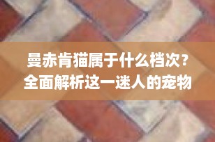曼赤肯猫属于什么档次？全面解析这一迷人的宠物伙伴