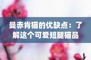曼赤肯猫的优缺点：了解这个可爱短腿猫品种的所有你需要知道的信息