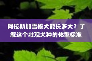 阿拉斯加雪橇犬能长多大？了解这个壮观犬种的体型标准