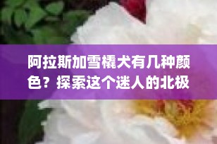 阿拉斯加雪橇犬有几种颜色？探索这个迷人的北极犬种的多彩世界