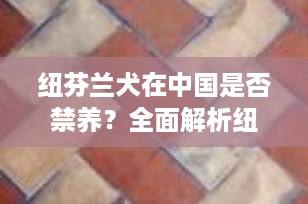 纽芬兰犬在中国是否禁养？全面解析纽芬兰犬的饲养规定