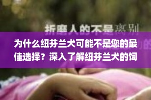 为什么纽芬兰犬可能不是您的最佳选择？深入了解纽芬兰犬的饲养挑战