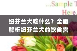 纽芬兰犬吃什么？全面解析纽芬兰犬的饮食需求与喂养技巧
