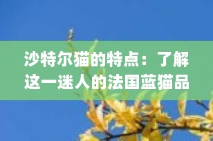 沙特尔猫的特点：了解这一迷人的法国蓝猫品种