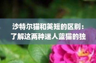 沙特尔猫和英短的区别：了解这两种迷人蓝猫的独特之处