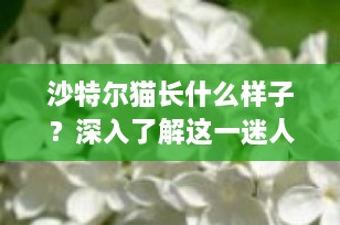 沙特尔猫长什么样子？深入了解这一迷人的蓝色精灵