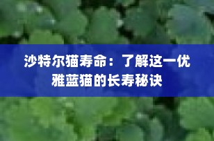 沙特尔猫寿命：了解这一优雅蓝猫的长寿秘诀