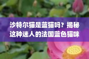 沙特尔猫是蓝猫吗？揭秘这种迷人的法国蓝色猫咪
