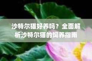 沙特尔猫好养吗？全面解析沙特尔猫的饲养指南