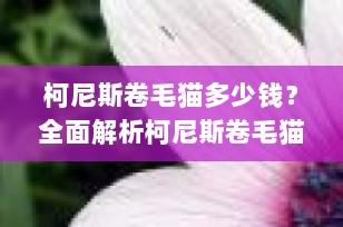 柯尼斯卷毛猫多少钱？全面解析柯尼斯卷毛猫的价格与市场动态