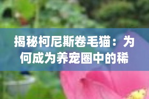 揭秘柯尼斯卷毛猫：为何成为养宠圈中的稀有之选？
