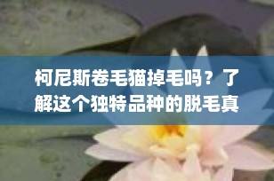 柯尼斯卷毛猫掉毛吗？了解这个独特品种的脱毛真相