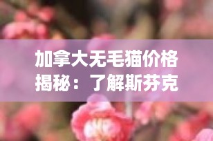 加拿大无毛猫价格揭秘：了解斯芬克斯猫的市场行情