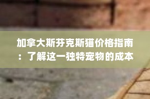 加拿大斯芬克斯猫价格指南：了解这一独特宠物的成本