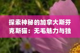 探索神秘的加拿大斯芬克斯猫：无毛魅力与独特个性