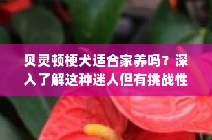 贝灵顿梗犬适合家养吗？深入了解这种迷人但有挑战性的犬种