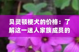 贝灵顿梗犬的价格：了解这一迷人家族成员的投资