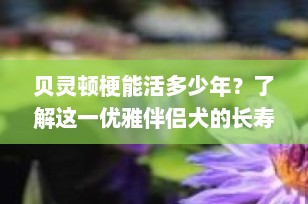贝灵顿梗能活多少年？了解这一优雅伴侣犬的长寿秘诀
