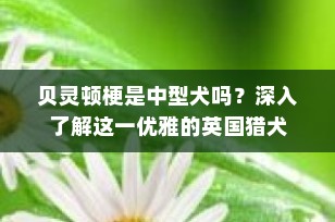 贝灵顿梗是中型犬吗？深入了解这一优雅的英国猎犬