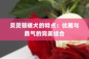 贝灵顿梗犬的特点：优雅与勇气的完美结合