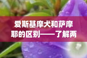 爱斯基摩犬和萨摩耶的区别——了解两种迷人的北极犬种