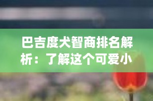 巴吉度犬智商排名解析：了解这个可爱小猎犬的智慧潜能