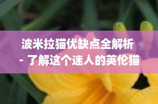 波米拉猫优缺点全解析 - 了解这个迷人的英伦猫咪