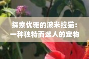 探索优雅的波米拉猫：一种独特而迷人的宠物伴侣