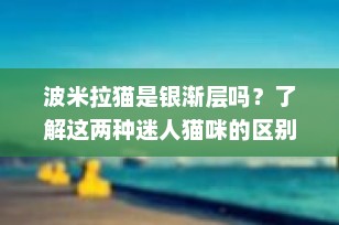 波米拉猫是银渐层吗？了解这两种迷人猫咪的区别