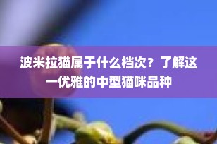 波米拉猫属于什么档次？了解这一优雅的中型猫咪品种