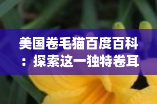 美国卷毛猫百度百科：探索这一独特卷耳猫咪的魅力