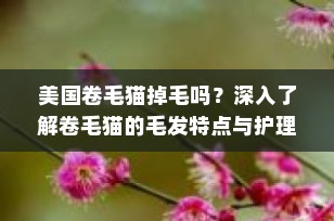 美国卷毛猫掉毛吗？深入了解卷毛猫的毛发特点与护理