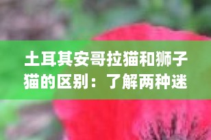 土耳其安哥拉猫和狮子猫的区别：了解两种迷人的长毛猫品种