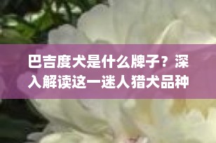 巴吉度犬是什么牌子？深入解读这一迷人猎犬品种