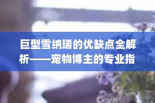 巨型雪纳瑞的优缺点全解析——宠物博主的专业指南
