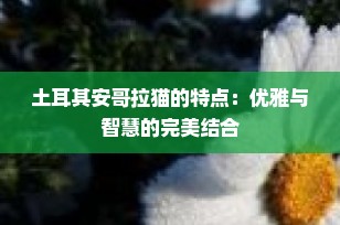 土耳其安哥拉猫的特点：优雅与智慧的完美结合