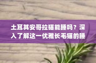 土耳其安哥拉猫能睡吗？深入了解这一优雅长毛猫的睡眠习惯