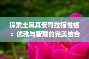 探索土耳其安哥拉猫性格：优雅与智慧的完美结合
