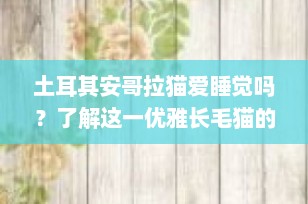 土耳其安哥拉猫爱睡觉吗？了解这一优雅长毛猫的睡眠习惯