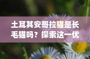 土耳其安哥拉猫是长毛猫吗？探索这一优雅品种的迷人世界