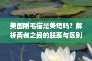美国刚毛猫是美短吗？解析两者之间的联系与区别