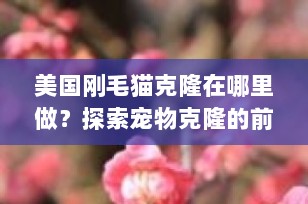 美国刚毛猫克隆在哪里做？探索宠物克隆的前沿技术与服务
