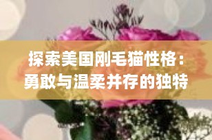 探索美国刚毛猫性格：勇敢与温柔并存的独特伴侣