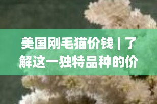 美国刚毛猫价钱 | 了解这一独特品种的价格与价值