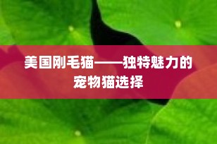 美国刚毛猫——独特魅力的宠物猫选择