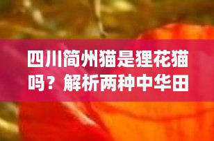 四川简州猫是狸花猫吗？解析两种中华田园猫的区别与特色