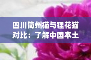 四川简州猫与狸花猫对比：了解中国本土猫咪的独特魅力